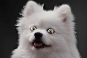 What ‘chornobyl dogs’ can tell us about survival in contaminated environments