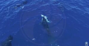 Orcas seen hunting great white sharks to eat their livers in drone footage recorded in Mexico